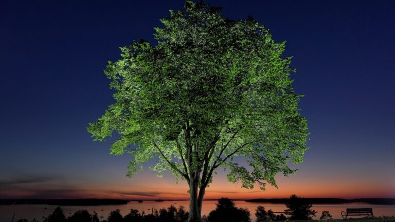 New generation of elm trees could be equipped to beat disease that killed parents