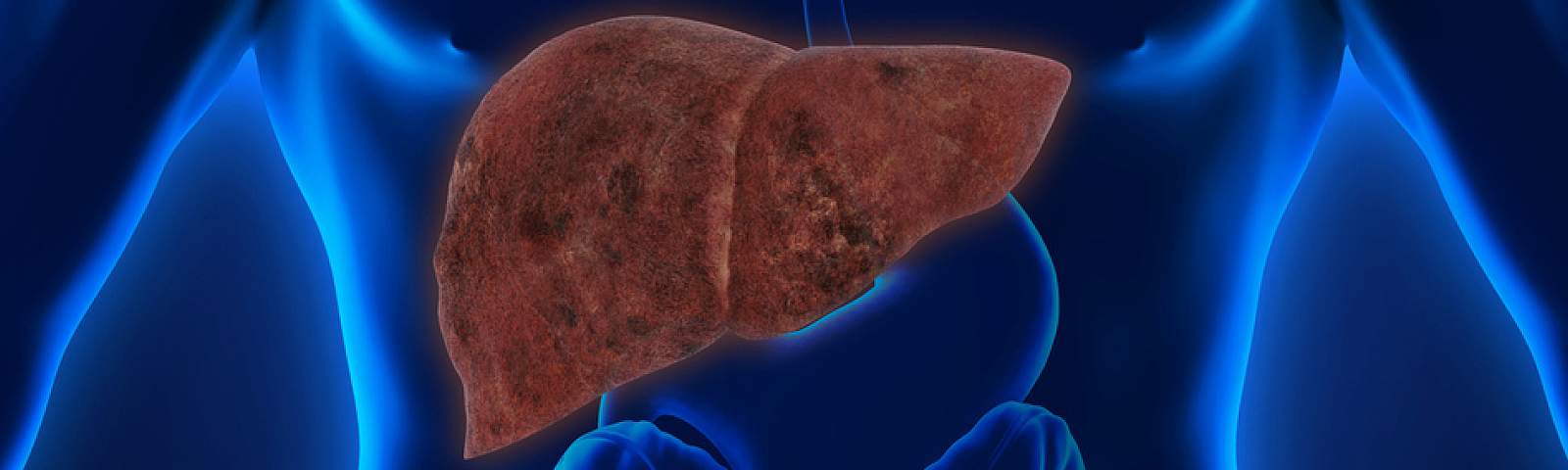 A human figure silhouette with highlighted liver and intestines, shown in a blue glow against a dark background.