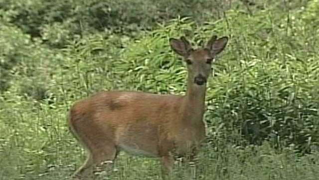 DNR: 700+ reports of dead deer in Washington, Waukesha Counties amid virus outbreak DNR: 700+ reports of dead deer in Washington, Waukesha Counties amid virus outbreak