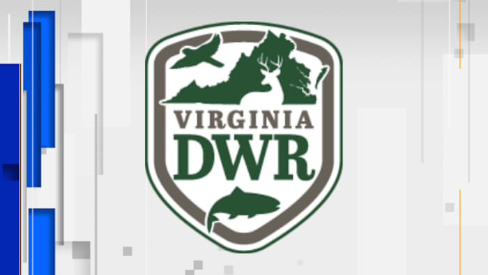 DWR reports numerous suspected cases of deer with hemorrhagic disease in Virginia DWR reports numerous suspected cases of deer with hemorrhagic disease in Virginia