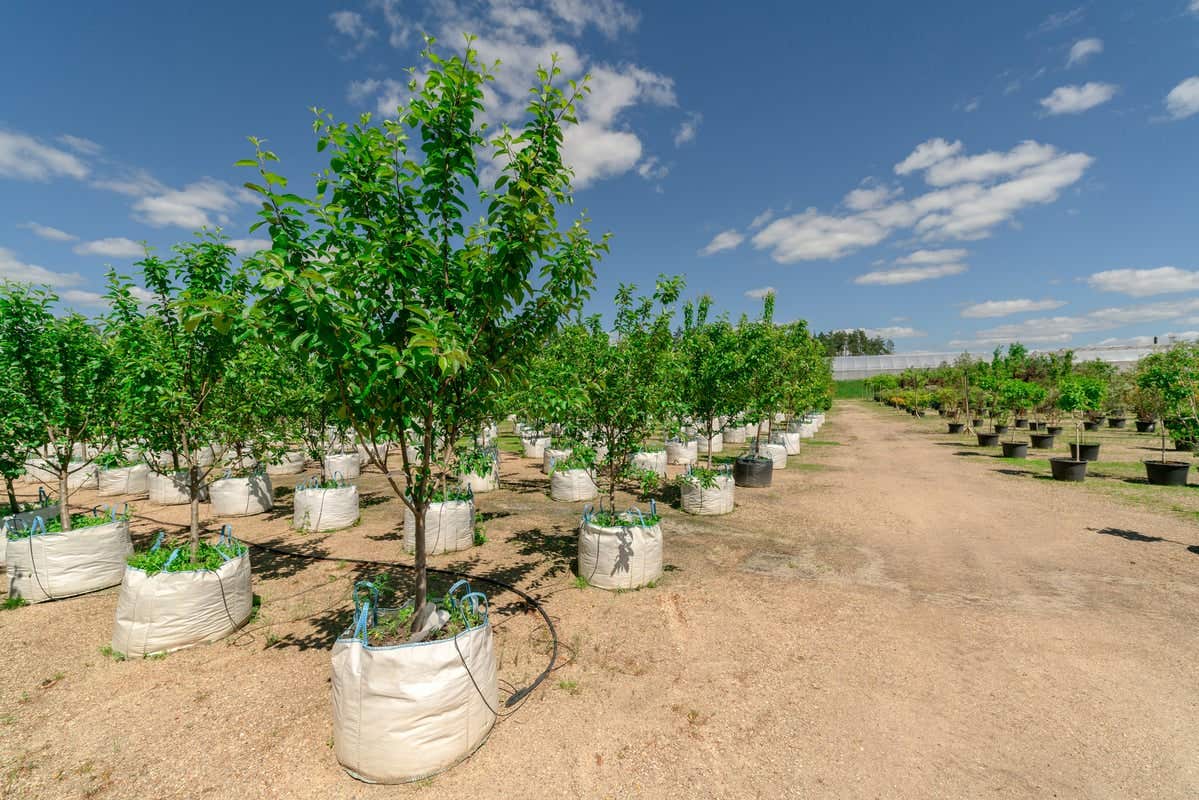 Tree seedlings for sale. Young trees for planting in the ground.