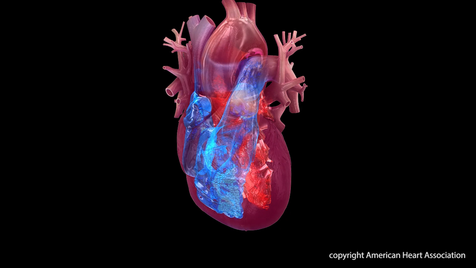 Heart chambers illustration