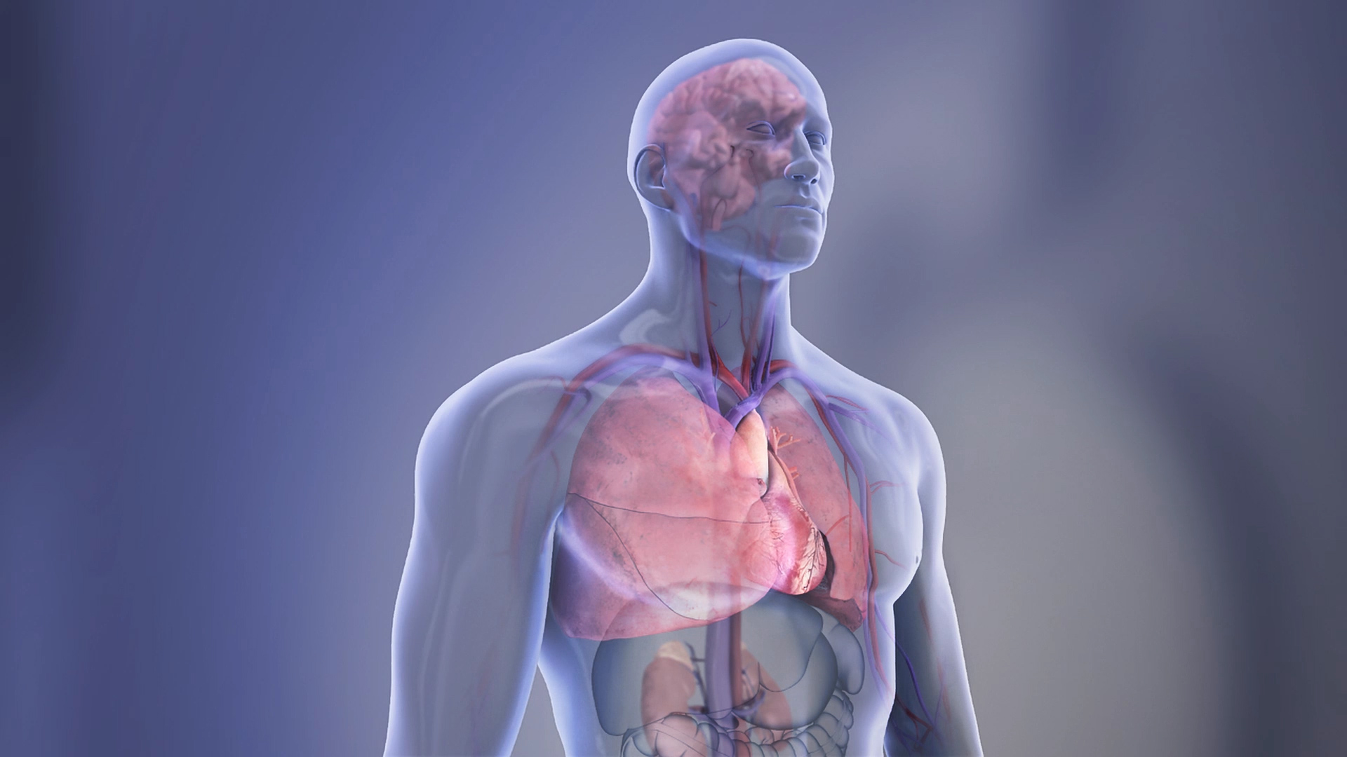 Organs in the body - transparent illustration