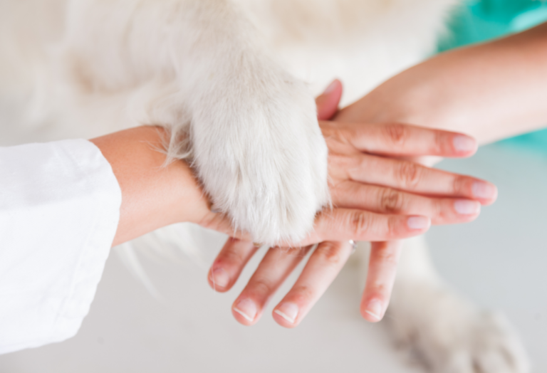 One Health for veterinary teams