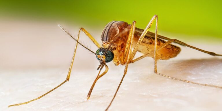 First West Nile Virus death of the season reported in Lancaster County