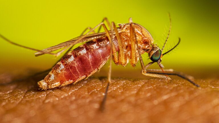 First Illinois West Nile Virus Death of 2026 Reported in Chicago