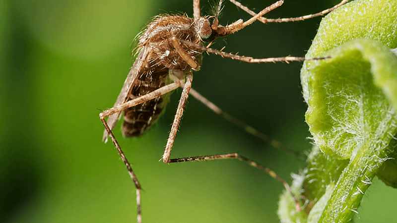 Close-up of a Culex mosquito perched on a green leaf. (FILE: SBG)