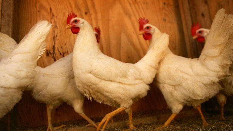 West Nile virus detected in Tehama County sentinel chickens