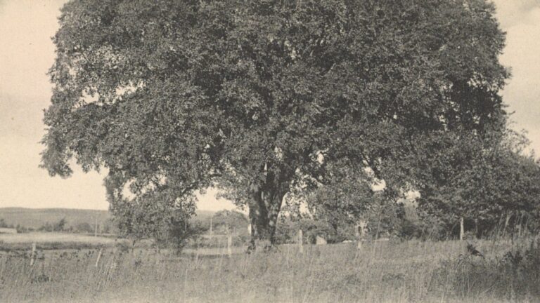 The disease that decimated American elms could help bring them back