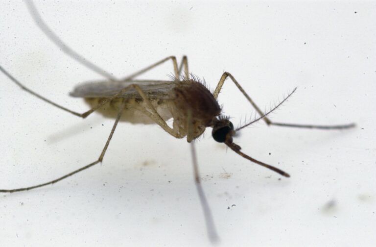 Illinois reports first West Nile virus death of the year, in Chicago