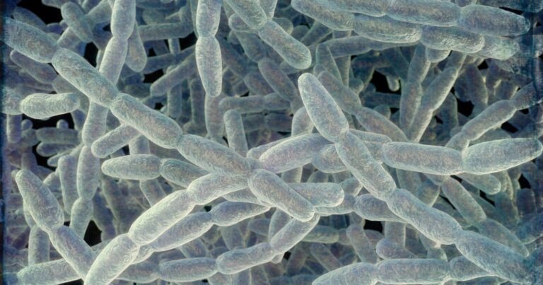 NYC Mayor Mamdani announces plan to prevent Legionnaires' disease after deadly outbreak