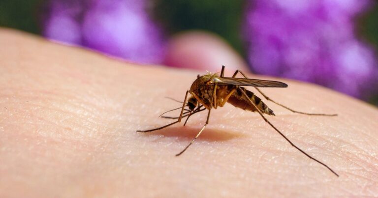 Northern Colorado health officials confirm first West Nile Virus case in Weld County