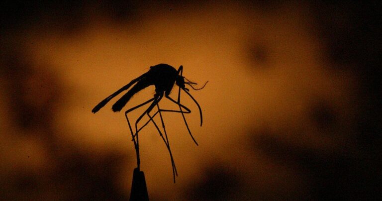 Chicago Department of Public Health announces 2 West Nile cases, 1 death for 2026