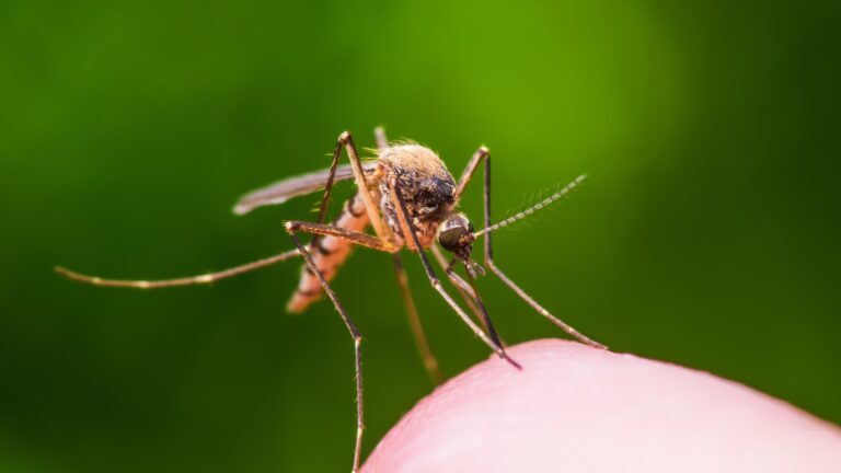 Chicagoans Seeing Increases in Mosquito, Tick Bites Amid Summer Storms