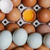 Are brown eggs healthier than white eggs?
